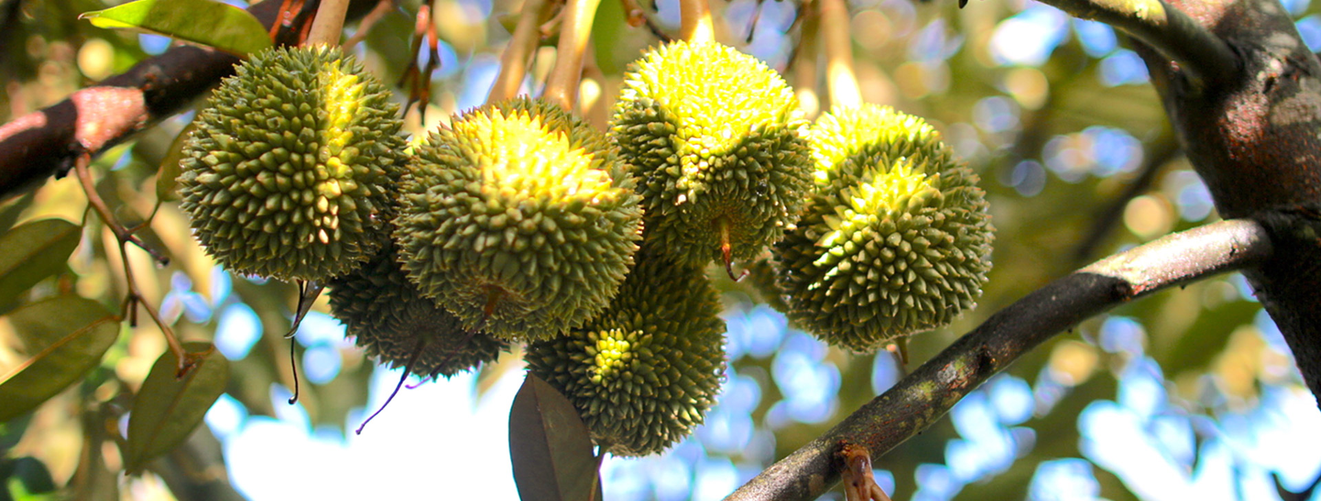 Musang King durian season guide in Malaysia